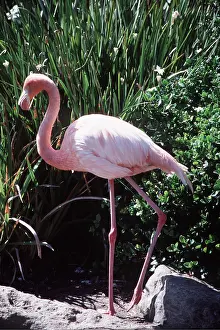 Ian Beames: CHILEAN FLAMINGO - standing