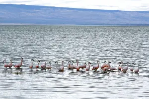 Flamingoes: Chilean Flamingoes
