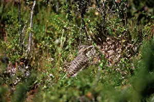 Flicker: Chilean Flicker
