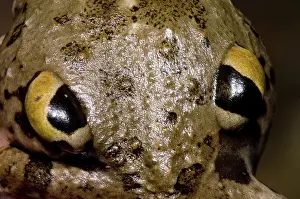 Adaptation: Chilean Four-eyed Frog