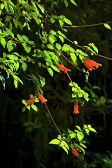 Coccinea: Chilean Mitre Flower / Botellita / Mitraria - flowering