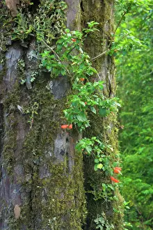 Coccinea: Chilean Mitre Flower / Botellita / Mitraria - flowering