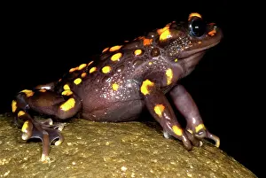 Emergent: Chilean mountains false toad