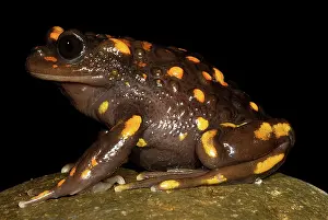 Emergent: Chilean mountains false toad