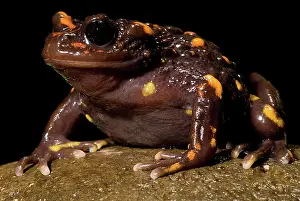 Calyptocephalellidae: Chilean mountains false toad