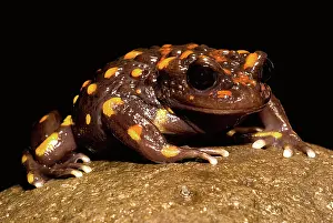 Emergent: Chilean mountains false toad
