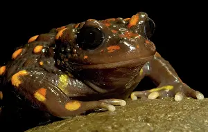 Emergent: Chilean mountains false toad