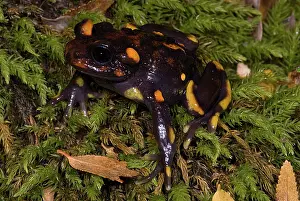 Calyptocephalellidae: Chilean mountains false toad