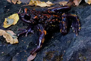 Calyptocephalellidae: Chilean mountains false toad