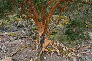 Roots: Chilean Myrtle