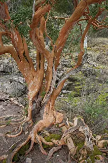 Roots: Chilean Myrtle