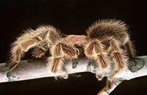 Tarantulas: Chilean Rose Bird-eating / Tarantula Spider