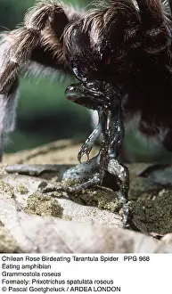 Tarantulas: Chilean Rose Bird-eating / Tarantula Spider - eating
