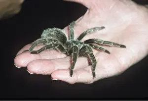 Tarantulas: CHILEAN ROSE TARANTULA / BIRD-EATING - Female on hand