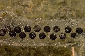 Chilensis: Chilean Toad eggs
