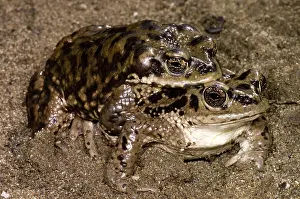 Chilensis: Chilean Toads breeding