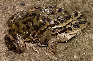 Chilensis: Chilean Toads breeding