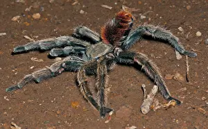 Theraphosidae: Chilean Truculent Tarantula