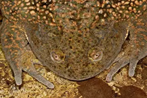 Calyptocephalellidae: Chilean Widemouth Frog