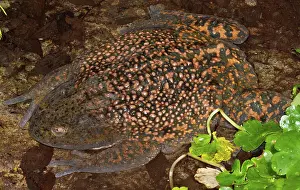 Calyptocephalellidae: Chilean Widemouth Frog