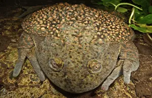 Calyptocephalellidae: Chilean Widemouth Frog