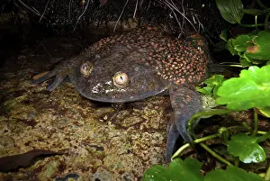 Calyptocephalellidae: Chilean Widemouth Frog