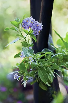 Crispum: Chileanpotatotree