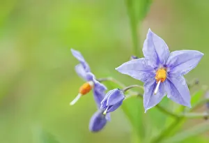 Crispum: Chileanpotatotree
