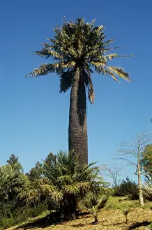 Chilensis: Chilian Wine Palm