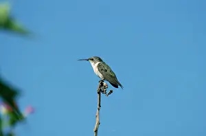 Alan Greensmith: Chilian Woodstar - female