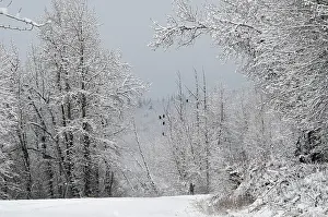 Chilkat: Chilkat Bald Eagle Preserve, Alaska