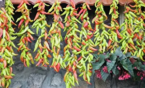 Chilli: Chilli