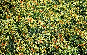 Chilli: Chilli