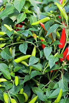 Chilli: Chilli