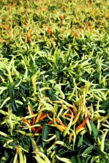 Chilli: Chilli