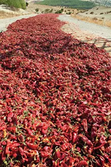 Chilli: Chilli
