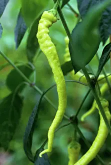 Chilli: Chilli