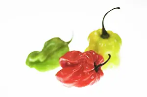 Chilli: Chilli