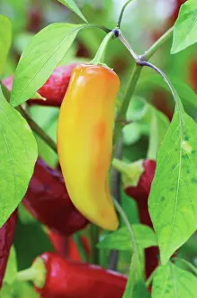 Chilli: Chilli