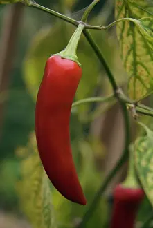 Chilli: Chilli