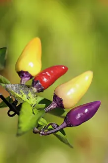Chilli: Chilli, Fairy Lights Chilli, Capsicum annum, multi coloured