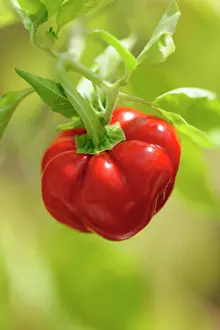 Chilli: Chilli, Fairy lights chilli, Capsicum, Capsicum