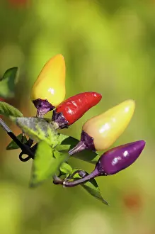 Chilli: Chilli, Fairy lights chilli, Capsicum, Capsicum