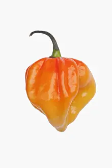 Pepper: Chilli, Habanero chilli, Capsicum chinense Habanero