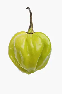 Pepper: Chilli, Habanero chilli, Capsicum chinense Habanero