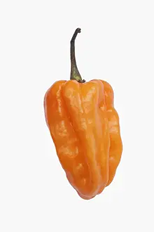 Pepper: Chilli, Habanero chilli, Capsicum chinense Habanero