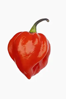 Pepper: Chilli, Habanero chilli, Capsicum chinense Habanero