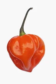Pepper: Chilli, Habanero chilli, Capsicum chinense Habanero
