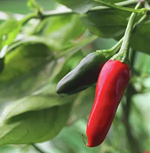 Chilli: Chilli Pepper