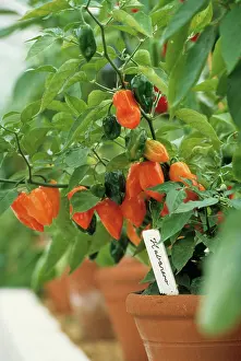 Pepper: Chilli Pepper